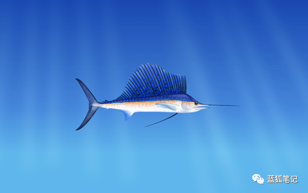 (槍魚據說是遊速最快的魚,marlin.pro)