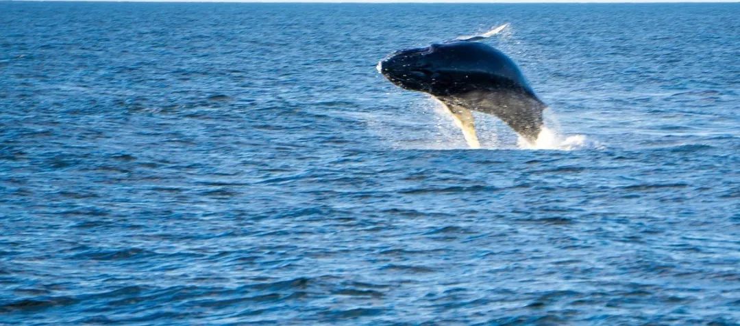 “比特币巨鲸”灰度公司2019年动作不断，预示2020年或有巨变？